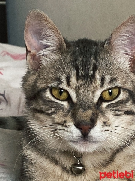 Tekir Kedi, Kedi  Dobby fotoğrafı