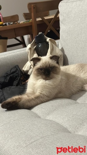 Scottish Fold, Kedi  Bal fotoğrafı