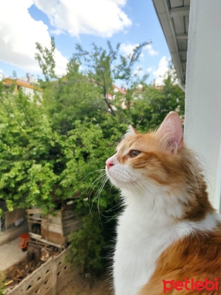 Tekir Kedi, Kedi  Behlül fotoğrafı