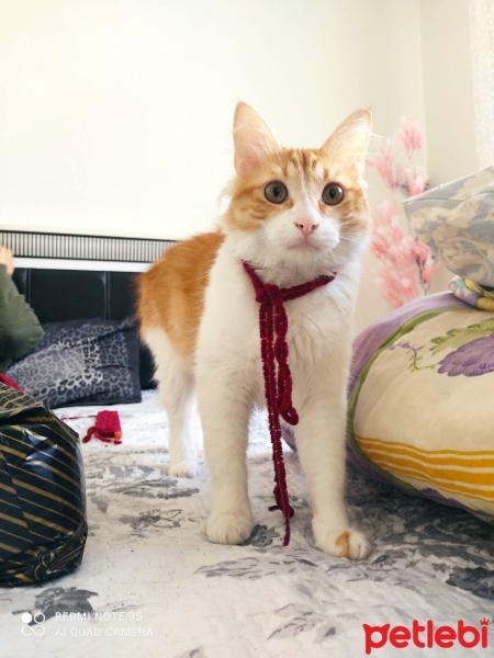 Tekir Kedi, Kedi  Behlül fotoğrafı