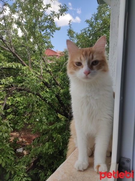 Tekir Kedi, Kedi  Behlül fotoğrafı