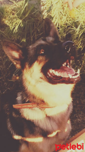 Alman Çoban Köpeği, Köpek  Rüzgar fotoğrafı