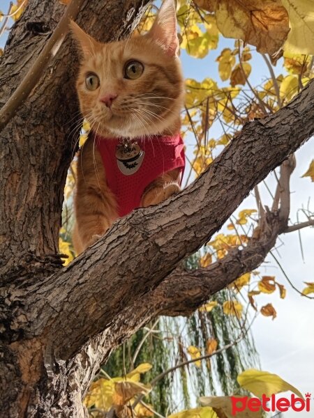 Sarman, Kedi  Tora fotoğrafı