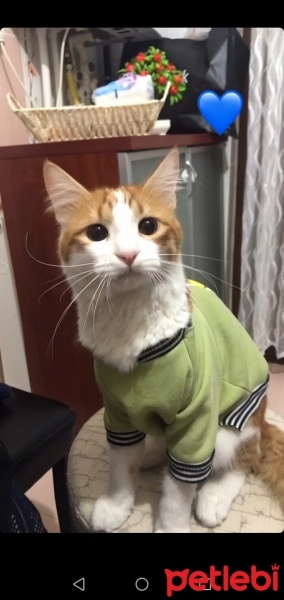 Tekir Kedi, Kedi  Tarçın fotoğrafı
