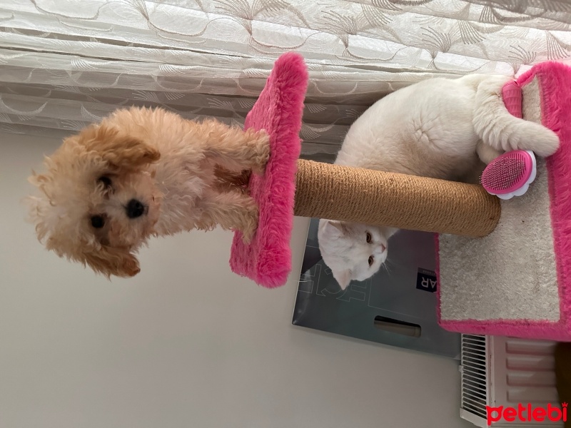 Poodle (Minyatür Kaniş), Köpek  Ares fotoğrafı