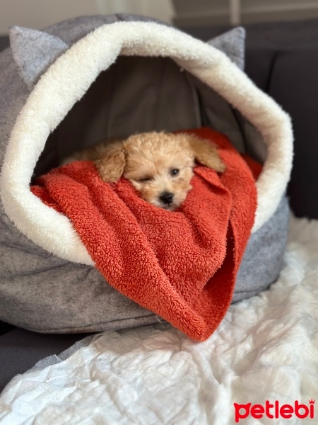 Poodle (Minyatür Kaniş), Köpek  Ares fotoğrafı