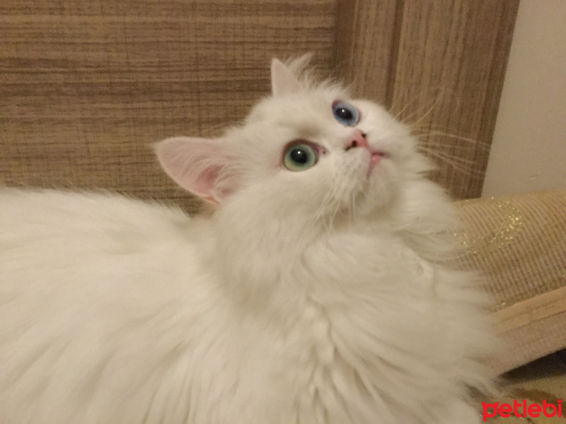 Chinchilla, Kedi  Arthur fotoğrafı