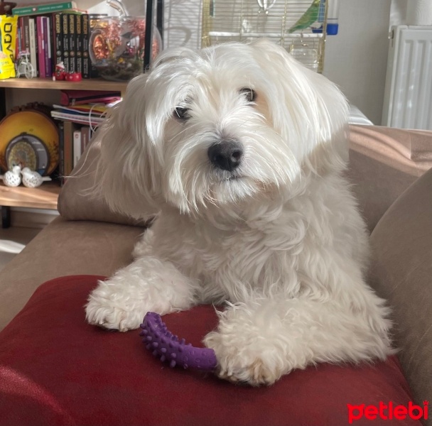 Maltese, Köpek  Ruffles fotoğrafı