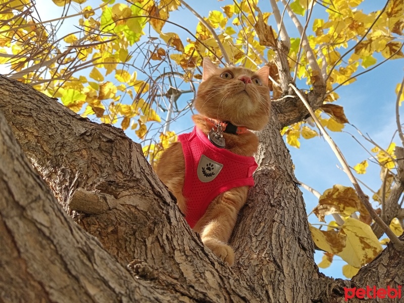 Sarman, Kedi  Tora fotoğrafı