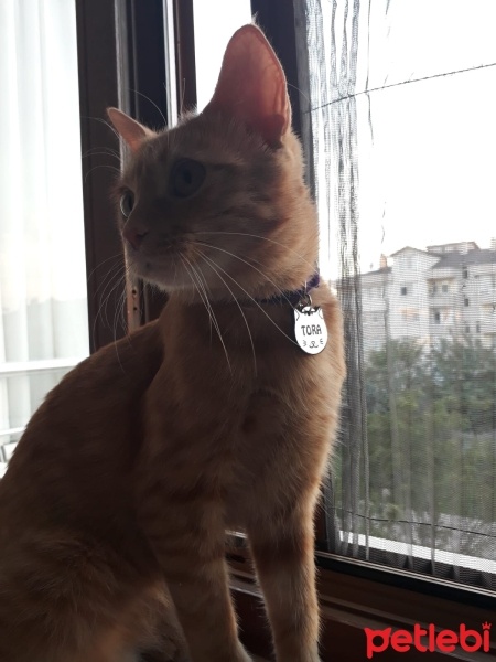 Sarman, Kedi  Tora fotoğrafı