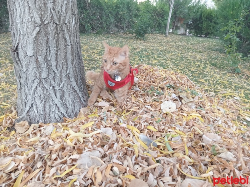 Sarman, Kedi  Tora fotoğrafı