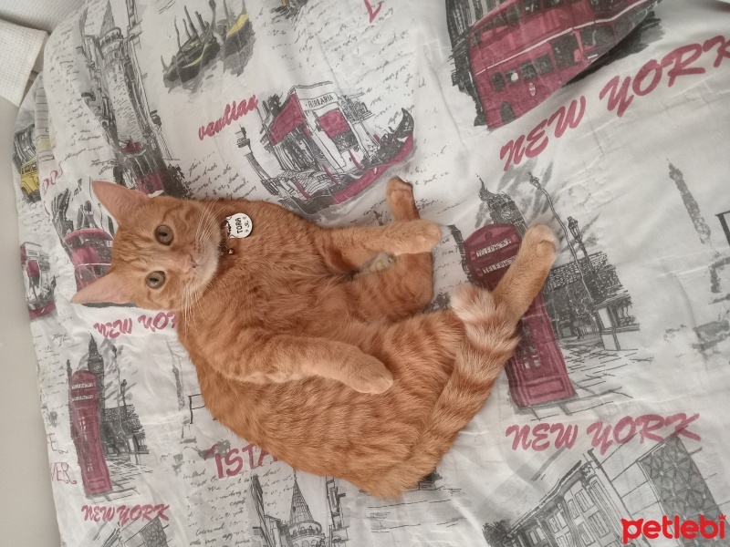 Sarman, Kedi  Tora fotoğrafı