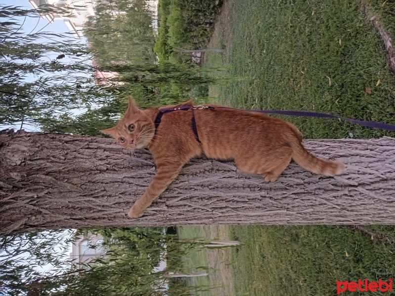 Sarman, Kedi  Tora fotoğrafı