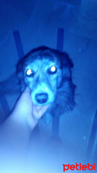 Sokö (Sokak Köpeği), Köpek  Laddy fotoğrafı