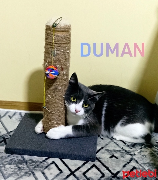 British Longhair, Kedi  Duman fotoğrafı