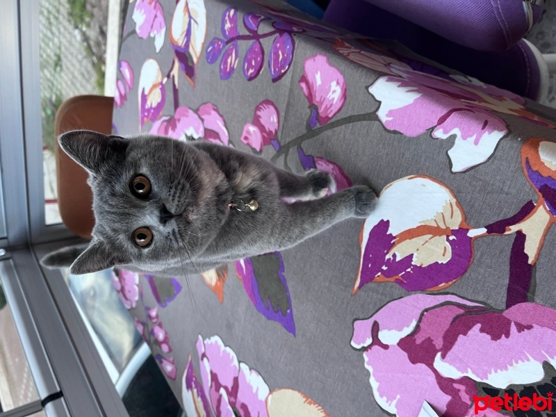 British Shorthair, Kedi  Çakıl fotoğrafı