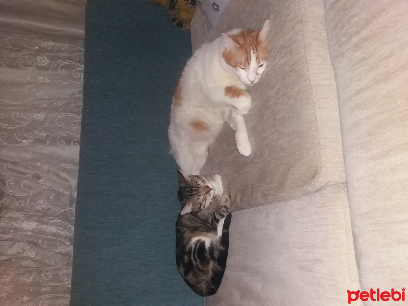 Tekir Kedi, Kedi  Hardal ve Mati fotoğrafı