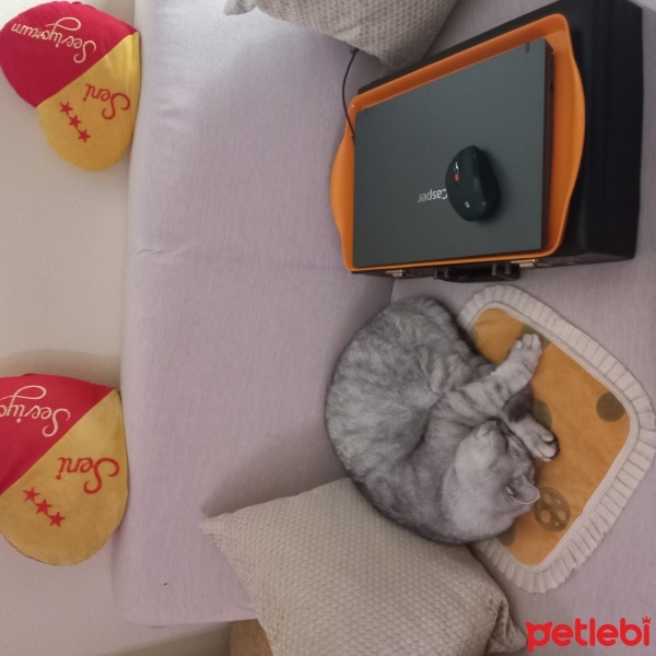 Scottish Fold, Kedi  Duman fotoğrafı