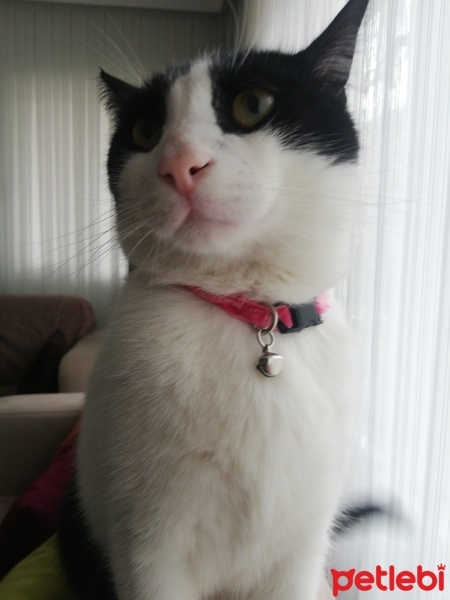 Tuxedo (Smokin) Kedi, Kedi  Çiko fotoğrafı