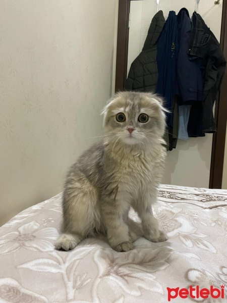 Scottish Fold, Kedi  fıstık fotoğrafı
