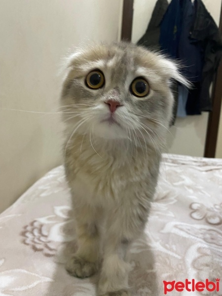 Scottish Fold, Kedi  fıstık fotoğrafı
