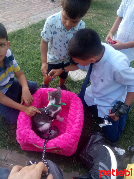Tekir Kedi, Kedi  Baks fotoğrafı
