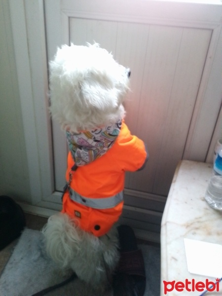 Maltese, Köpek  ALDE fotoğrafı
