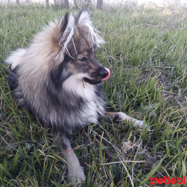 Pomeranyalı, Köpek  LODOS fotoğrafı