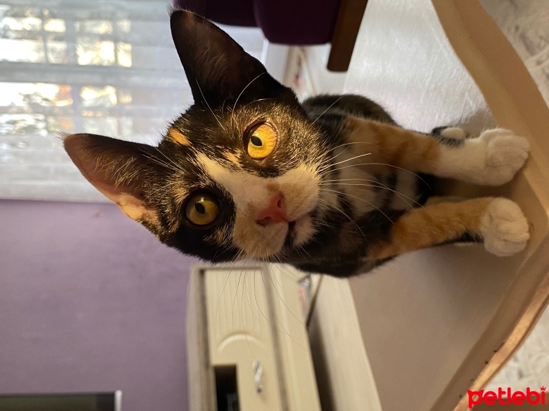 Tekir Kedi, Kedi  Bihter fotoğrafı