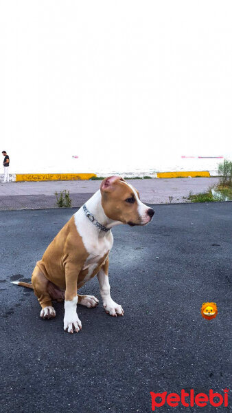 Amerikan Staffordshire Terrier, Köpek  Odin fotoğrafı