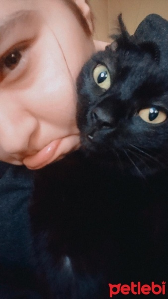 Bombay, Kedi  Elsa fotoğrafı