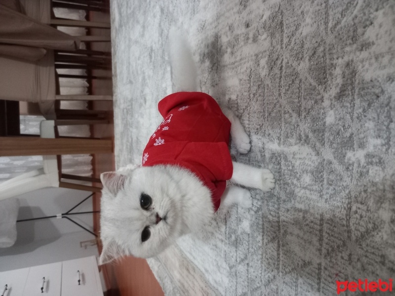 British Shorthair, Kedi  Mia fotoğrafı