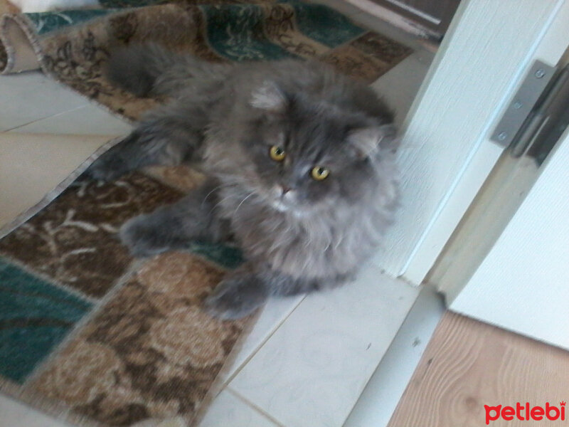 British Shorthair, Kedi  Duman fotoğrafı