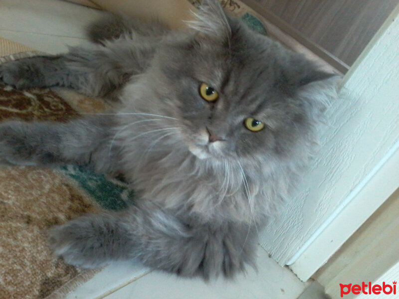 British Shorthair, Kedi  Duman fotoğrafı