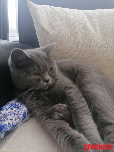 British Shorthair, Kedi  Zeytin Bella fotoğrafı