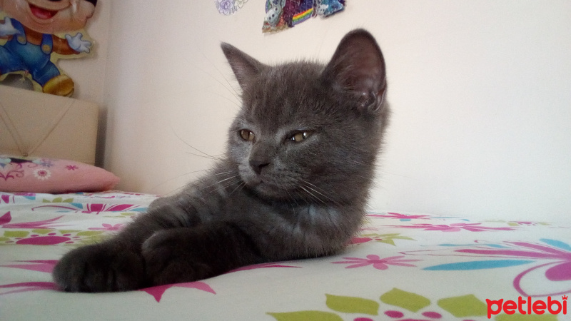 American Shorthair, Kedi  Adı henüz yok fotoğrafı