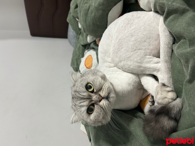 Scottish Fold, Kedi  Duman fotoğrafı