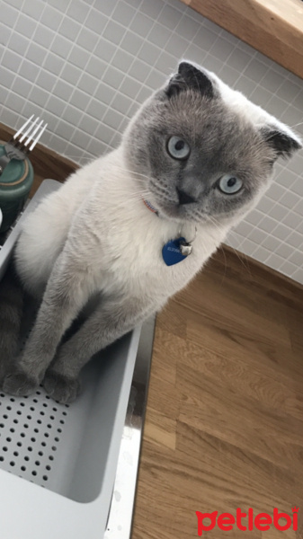 Scottish Fold, Kedi  ALFA fotoğrafı