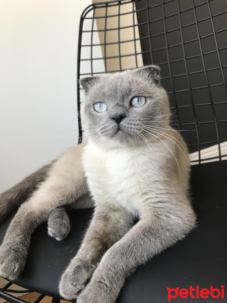 Scottish Fold, Kedi  ALFA fotoğrafı