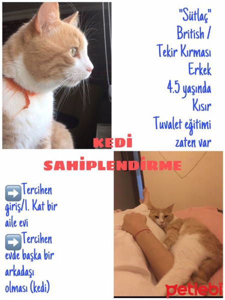 Tekir Kedi, Kedi  Sütlaç fotoğrafı