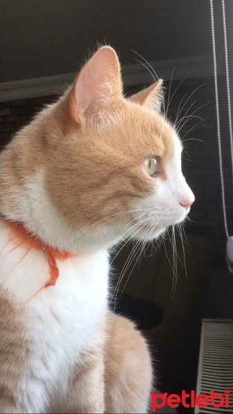 Tekir Kedi, Kedi  Sütlaç fotoğrafı