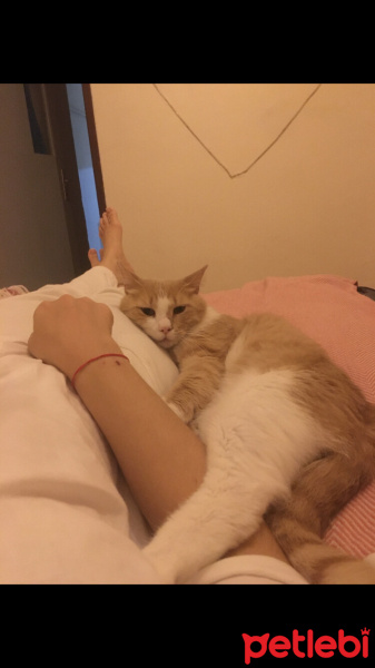Tekir Kedi, Kedi  Sütlaç fotoğrafı