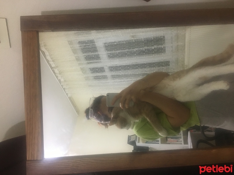 Tekir Kedi, Kedi  Sütlaç fotoğrafı