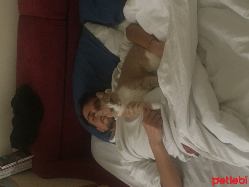 Tekir Kedi, Kedi  Sütlaç fotoğrafı