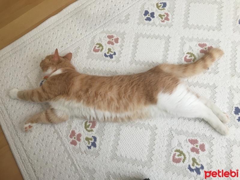 Tekir Kedi, Kedi  Sütlaç fotoğrafı