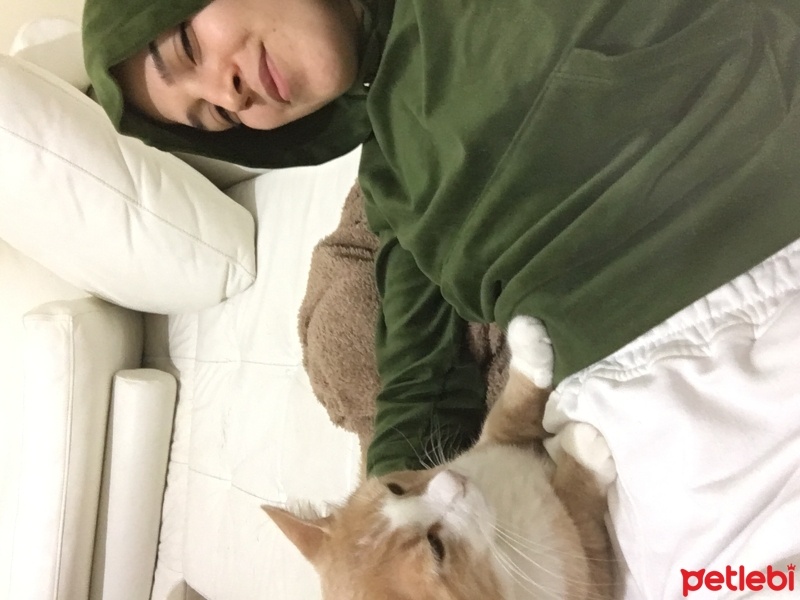 Tekir Kedi, Kedi  Sütlaç fotoğrafı