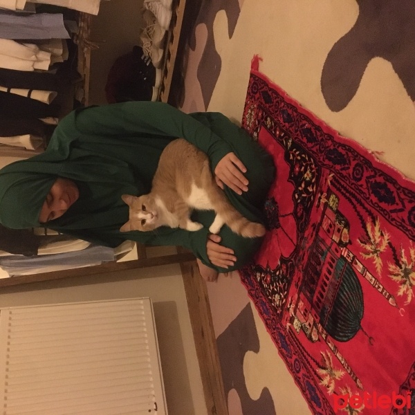 Tekir Kedi, Kedi  Sütlaç fotoğrafı