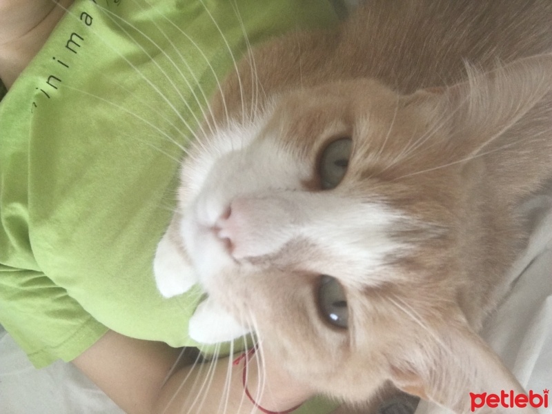 Tekir Kedi, Kedi  Sütlaç fotoğrafı