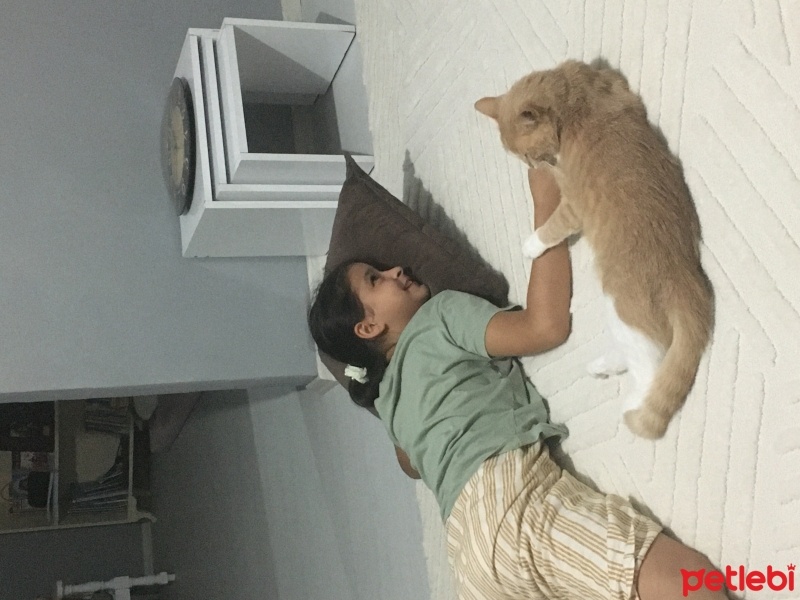 Tekir Kedi, Kedi  Sütlaç fotoğrafı