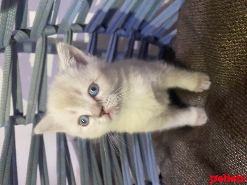 British Shorthair, Kedi  British blue point fotoğrafı